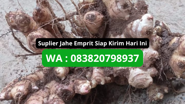 Supplier Jahe Emprit untuk Ekspor