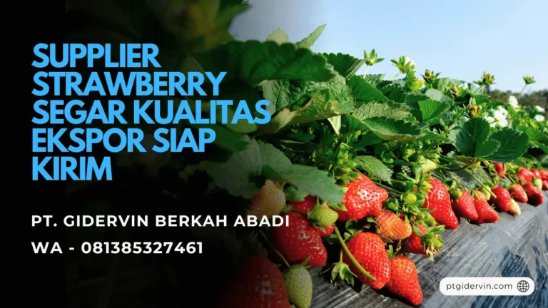 Supplier Strawberry Segar